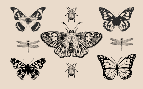 Decorative image of black, pencil-drawn style butterflies, beetles, and dragonflies on a sepia toned background.